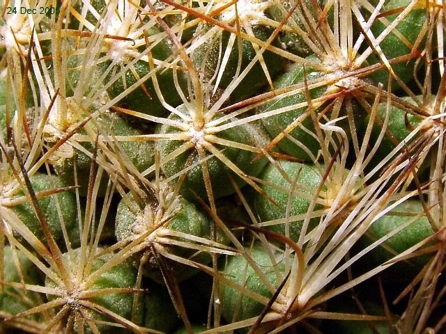 Escobaria_ hesteri_ 04